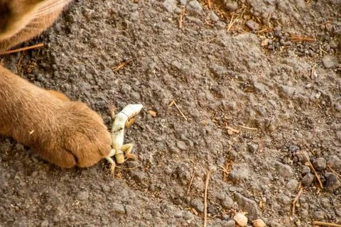 Stray Cat vs Lizard Stock Photos