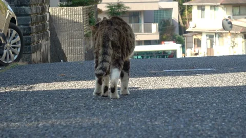 Stray cat walking and scratching on the street of Japan, 4K Stock Footage 99329613