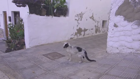 Stray cat walking on footpath Stock Footage 85816041