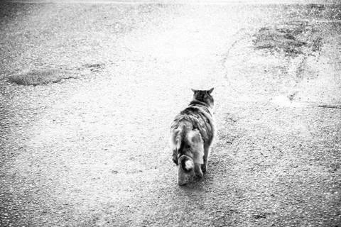 Stray cat is walking Foto stock