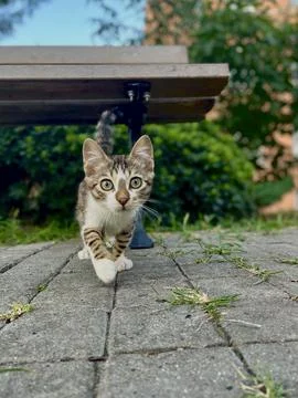 Stray cat walking Stock Photos