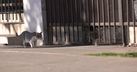 Stray Cat Walking On Sidewalk Stock Footage 137285670