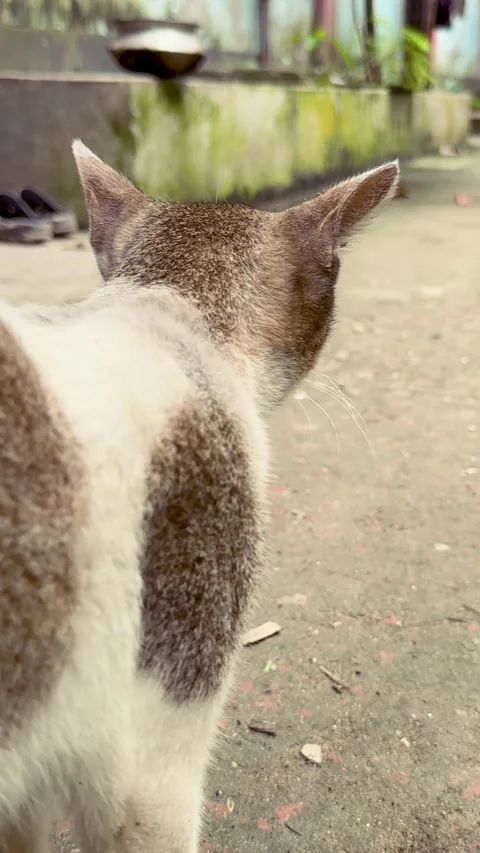Stray Cat Walking Slowly, Turning Its Head, Then Tail Flicking Stock Footage 344884540