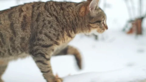 Stray cat walking on snow at streets of Odessa Stock Footage 107500734