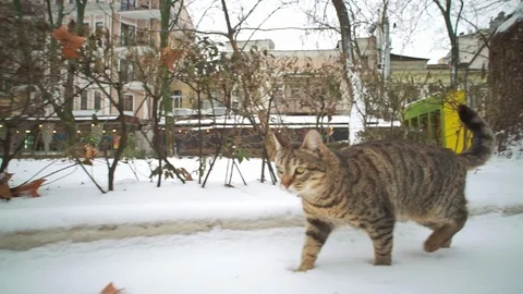 Stray cat walking on streets of old city Odessa at winter and looking for food. Stock Footage 107500799