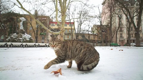 Stray cat walking on streets of old city Odessa at winter Stock Footage 107673581