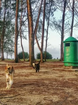 Stray cat walking at tree Stock Photos