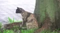 Stray Cat Walks In Grass On Rainy Day HD Vídeo HD