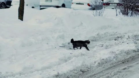 A stray cat walks in the yard along the street in the snow in winter. Slow Stock Footage 291779368