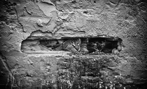 Stray cat on a wall Stock Photos