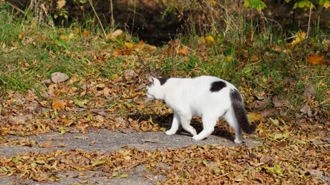 A stray cat is wandering in nature. Stock Footage 331127299