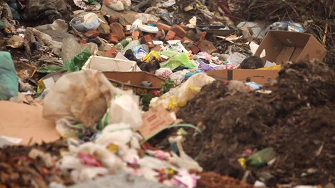 A stray cat wanders into the garbage can Stock Footage 295033428