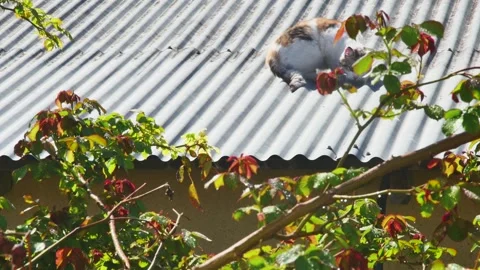 Stray cat warms itself and rolls over on the roof Vídeos de archivo 271185522