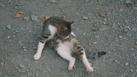 A stray cat washes itself on a stone beach Stock Footage 256564717