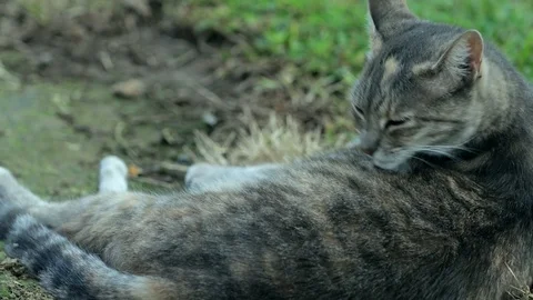 Stray cat Washing in the grass Stock Footage 128098167