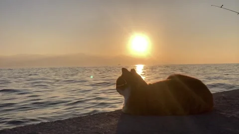 Stray Cat watching Sunset over the Aegean Sea Stock Footage 301606515