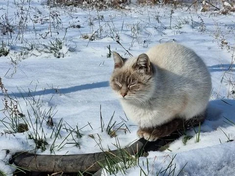 Stray cat in winter Stock Photos