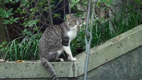Stray cat yawns and cleans itself as it stands still Vidéo 340933010