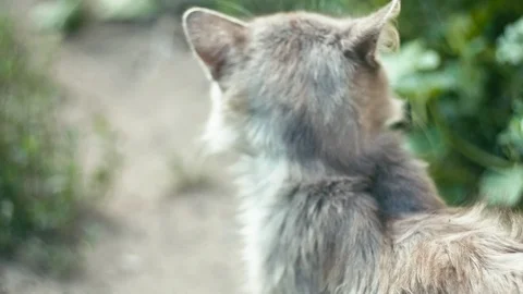 Stray cat yelling Video stock 93677364