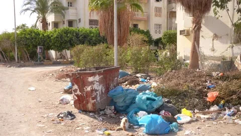 Stray cats around litter and bins in Egypt Stock Footage 238431004