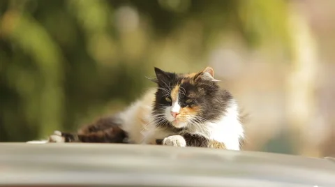Stray cats on the car Stock Footage 64918520