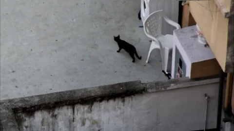 Stray cats in the city Stock Footage 74549204