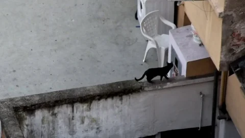Stray cats in the city Stock Footage 74549206