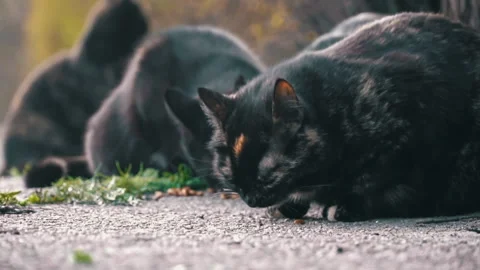 Stray Cats at Dusk Stock Footage 270535308