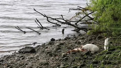 Stray cats eating a dead fish Stock Footage 202609314