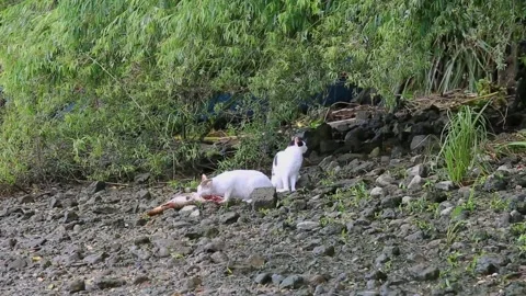 Stray cats eating a dead fish in a river bank Stock Footage 202609943