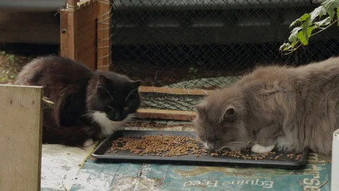 Stray cats eating Stock Footage 128082299