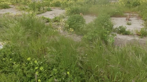 Stray Cats Exploring Green Meadow with Yellow Flowers Stock Footage 344825035