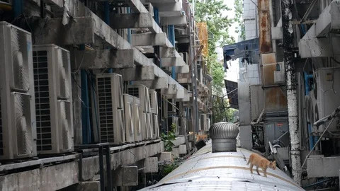 Stray cats Stock Footage 104909715