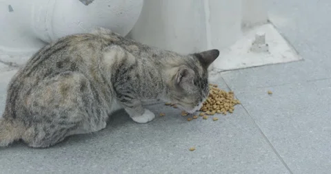 Stray Cats Stock Footage 308825250