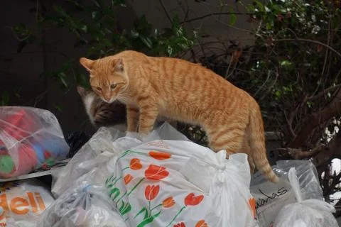 Stray cats garbage can Stock-Fotos