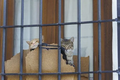 Stray cats hiding in a window Stock Photos