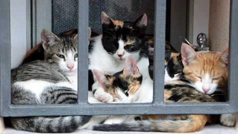 Stray cats huddling together on window sill behind metal bars for warmth an.. Vídeo Stock 334711759