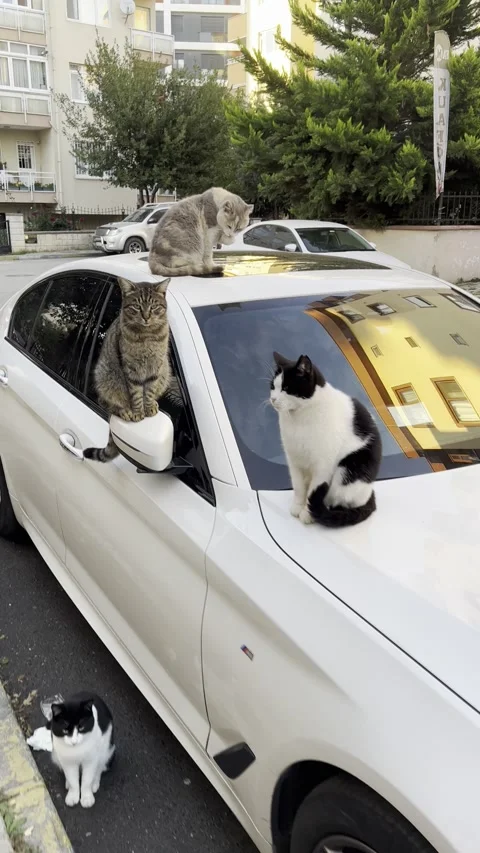 https://images.pond5.com/stray-cats-istanbul-surround-car-footage-220294964_iconl.jpeg