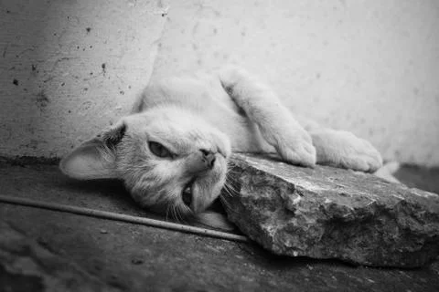 Stray cats. Stock Photos