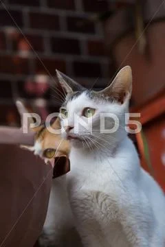 Stray Cats Stock Photos