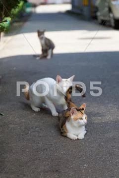 Stray Cats Stock Photos