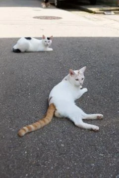 Stray Cats Stock Photos