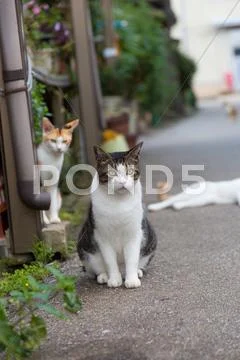 Stray Cats Stock Photos