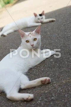 Stray Cats Stock Photos