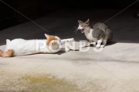 Stray Cats Stock Photos