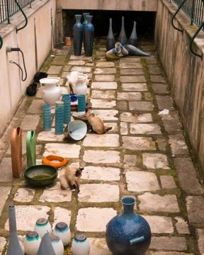 Stray cats Stock Photos