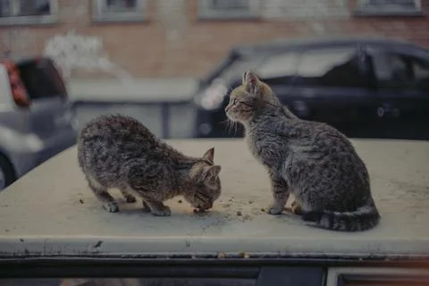 Stray cats Foto stock