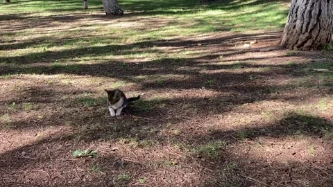 Stray cats playing itself with a stone in the forest. Kitten having fun. Stock Footage 146727430