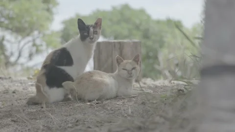 Stray Cats Relaxing in the Shade Stock Footage 159135337
