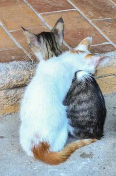 Stray cats resting Stock Photos